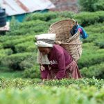Tea Bonus Price Drop