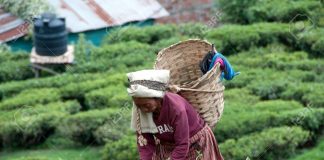 Tea Bonus Price Drop