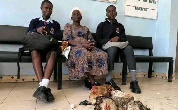 Homa Bay Grandmother Shocks School with 6 Chickens as Fees Payment Homabay Grandmother